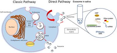 Salivary Exosomes: From Waste to Promising Periodontitis Treatment